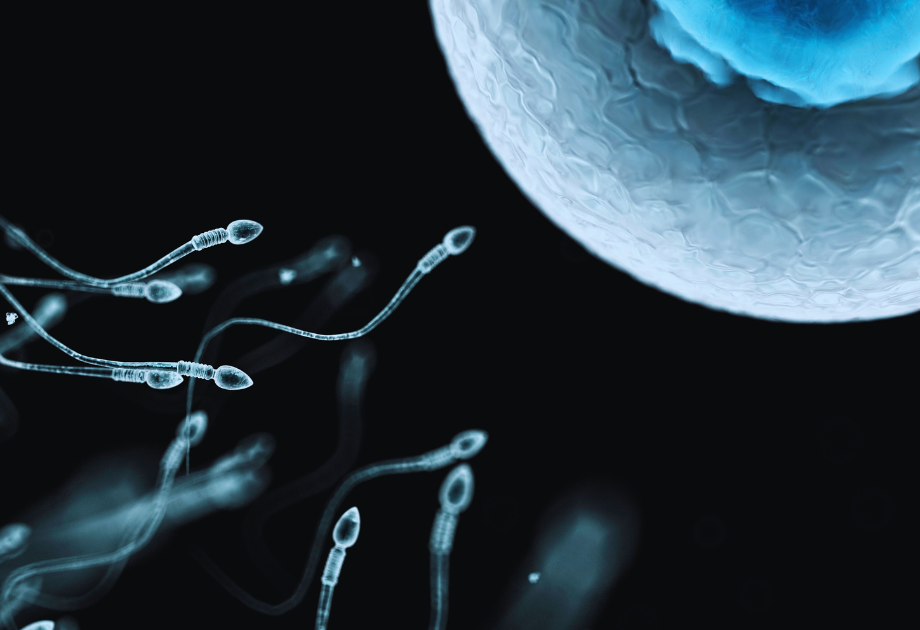 Sperm motility